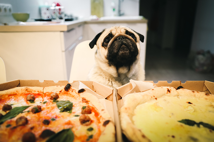 3 Big Game Party Foods That Are Dangerous to Pets