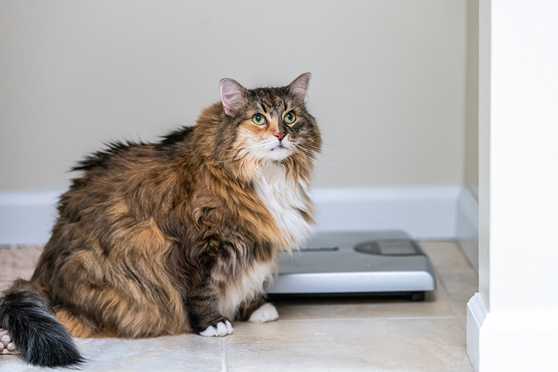 5 Tips to Share With Clients During National Cat Health Month