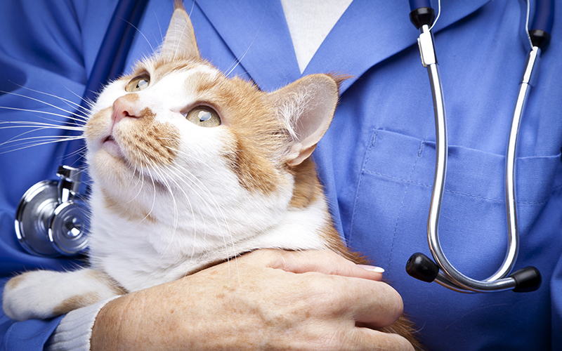 4 Dangerous Myths That Pet Parents Believe About Cat Health