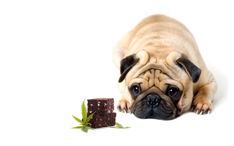 Chocolate Isn’t the Only Potentially Fatal Toxin for Pets