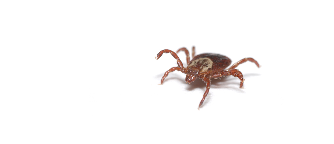 Ticks are not only uncomfortable to look at, but carry many diseases. 