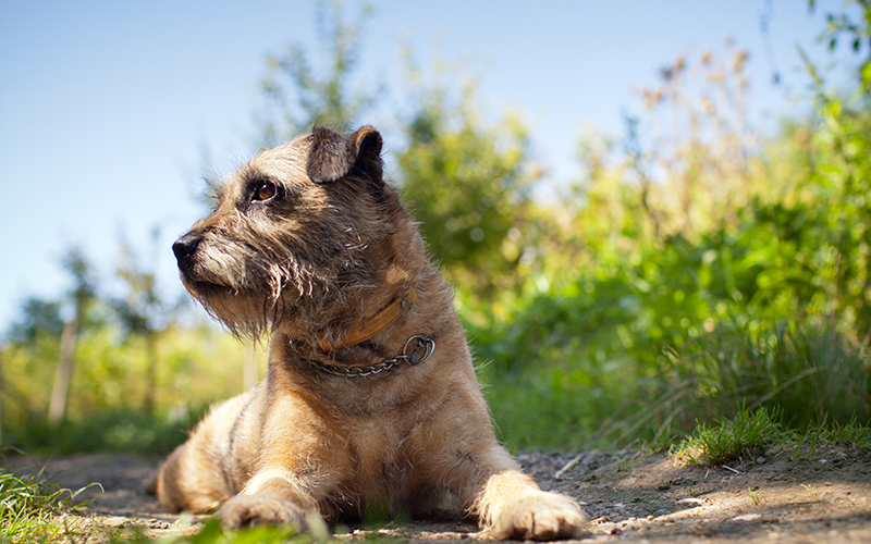 Sharable Info to Protect Pets Against Lyme Disease