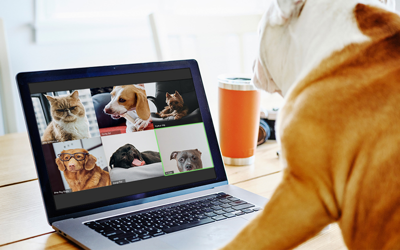 A Dog’s Guide to Managing Zoom Meetings Like a Champ!