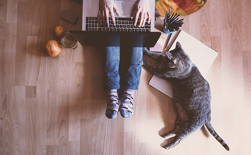 10 Top Free Photo Sites for Veterinary Websites