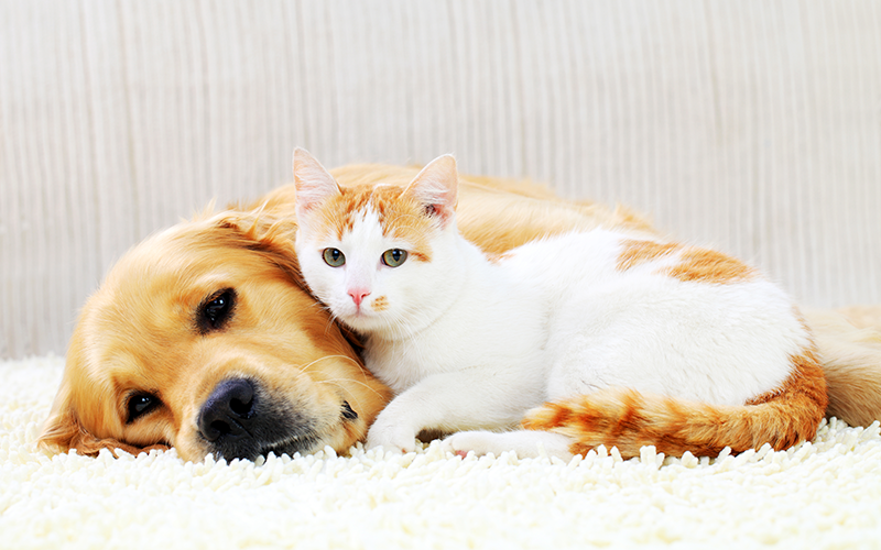 5 Things to Consider with Your New Pet