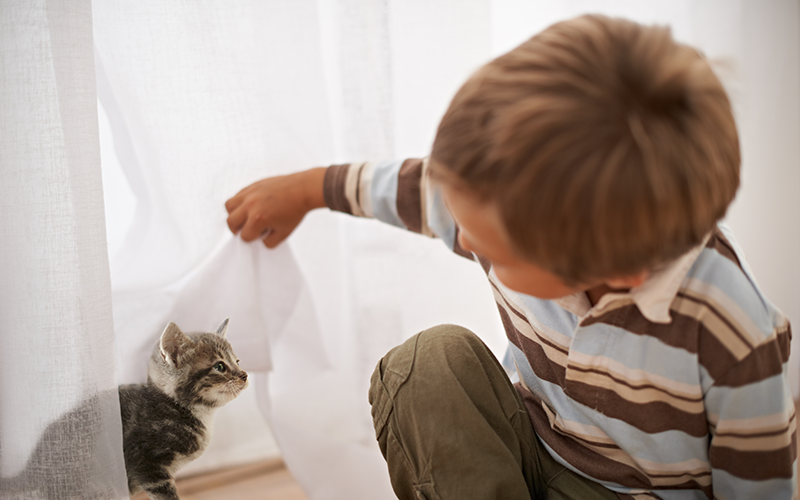 5 Reasons to Vaccinate Your Indoor Cats