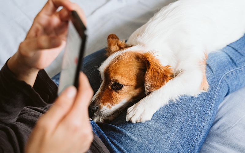 The After-Hours Service That Pet Owners Are Literally Calling For