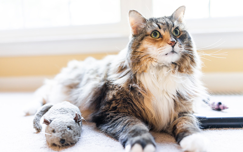 7 Tips to Help Prevent Obesity in Your Cat