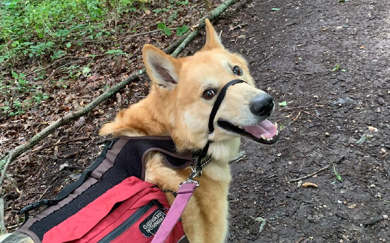 The Rewards of Senior Dog Adoption from Someone Who Knows