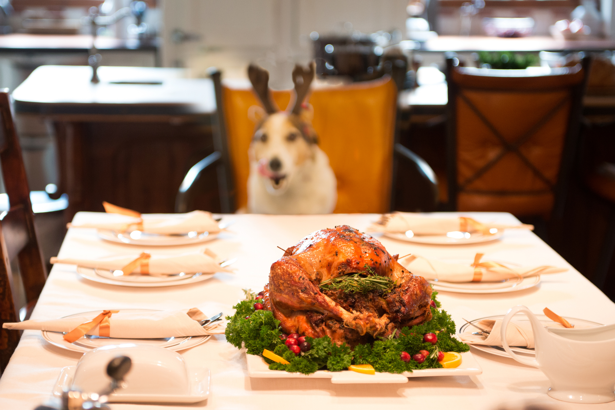 Jack Russel Terrier wearing costume reindeer antlers sit a table in front of roasted turkey. High angle view. Photo was taken in color in Quebec Canada.