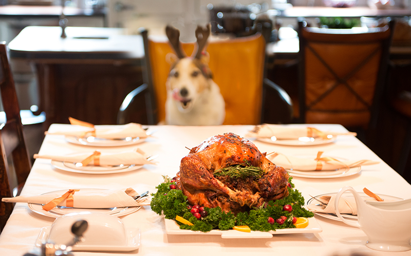 Free Shareable Client Info: 7 Dangerous Thanksgiving Foods for Pets