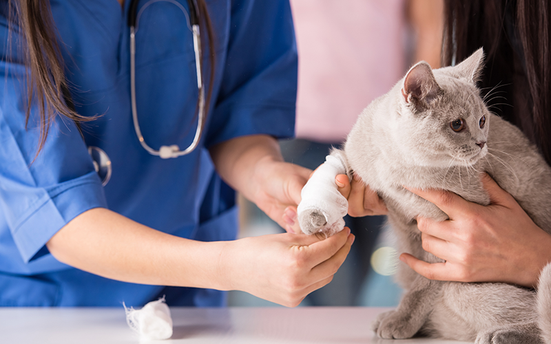 veterinarian cat