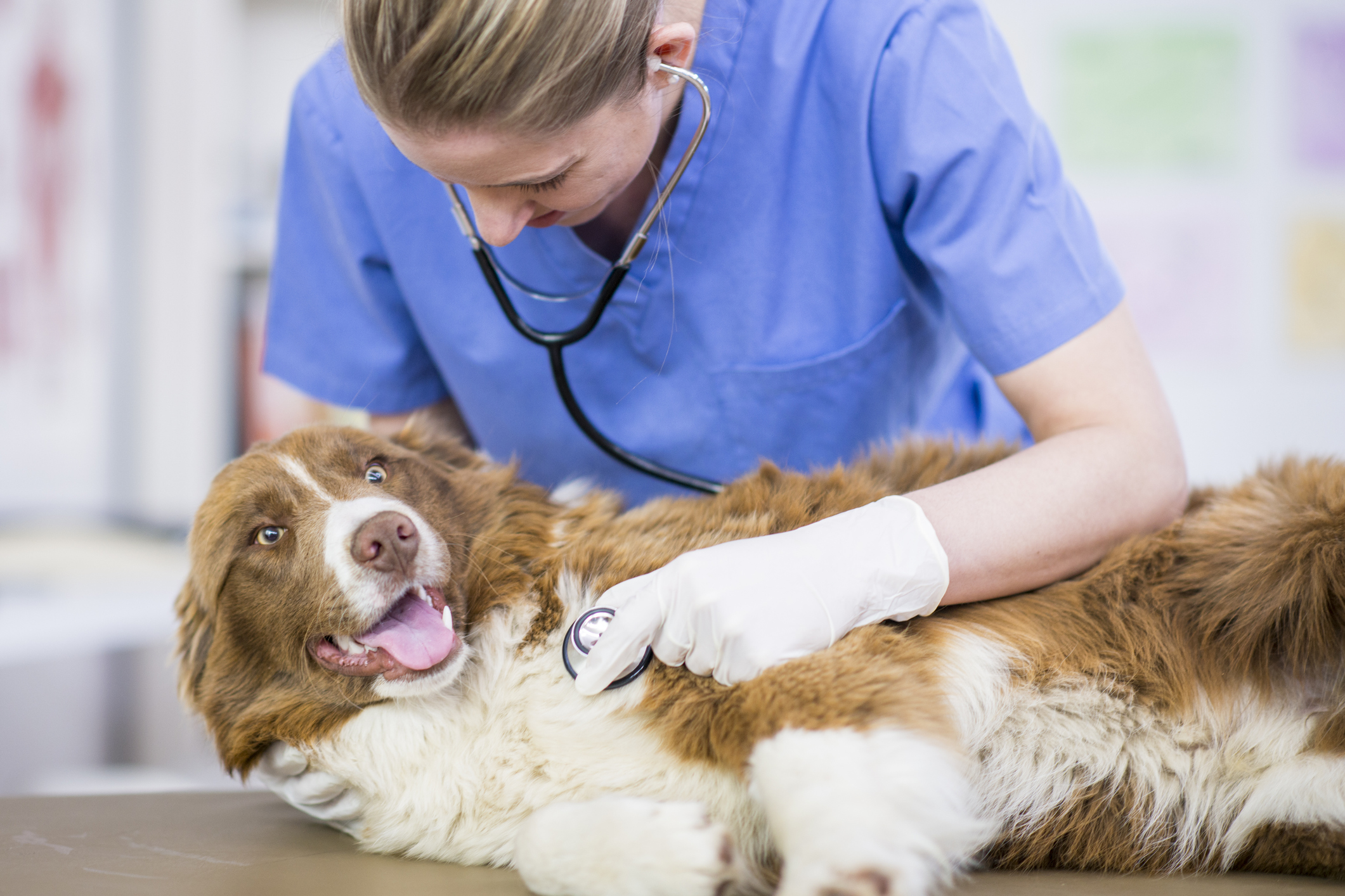 veterinarian