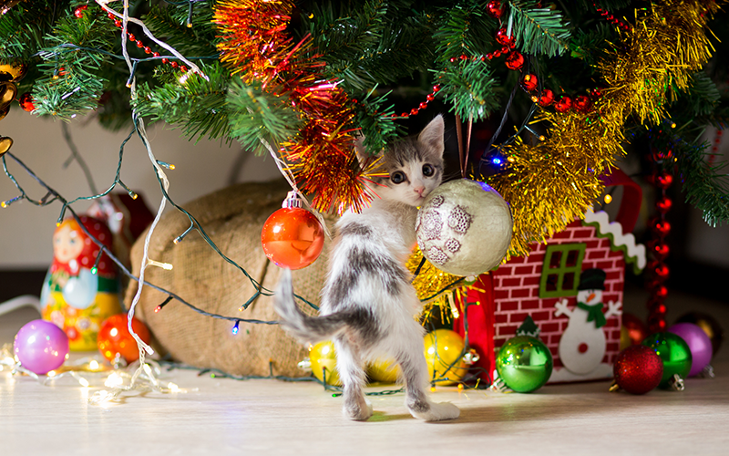 cats climbing christmas tree