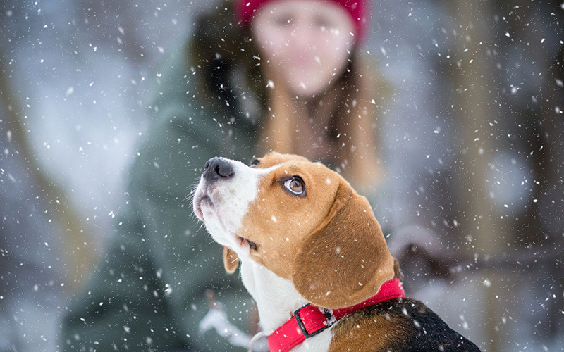 5 Tips to Help Keep Your Pets Safe This Winter