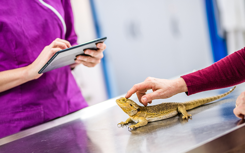 3 Top Veterinary Trends for Practices to Succeed in 2021