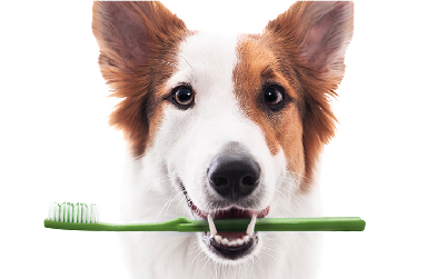 pet dental awareness