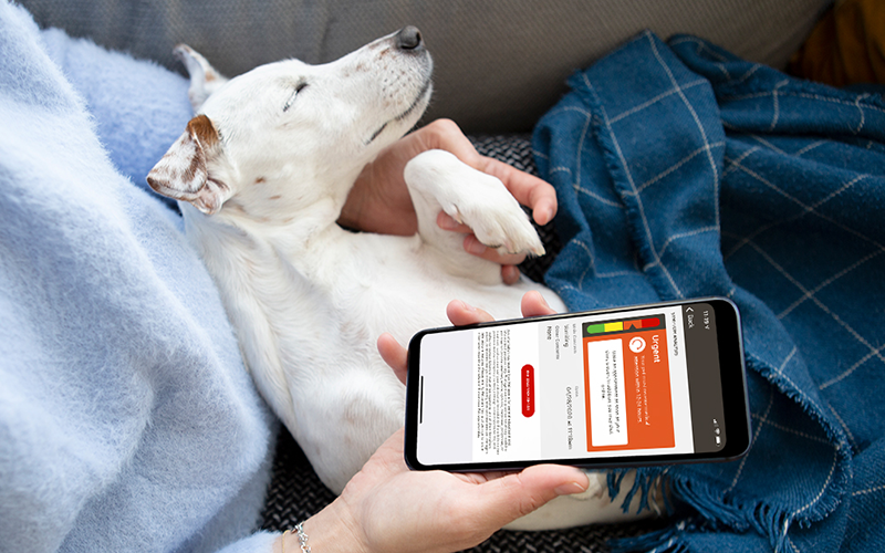 How to Choose the Best Telemedicine Service for Veterinarians