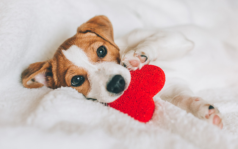 Free Valentine’s Day Pet Safety Tips