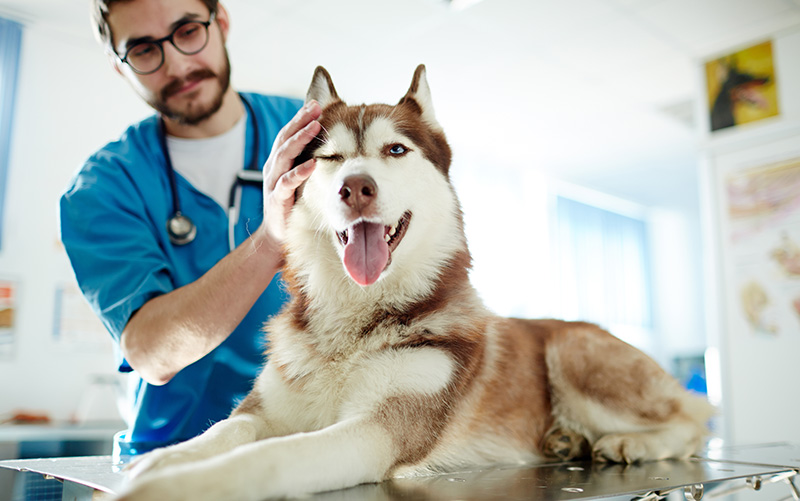 How to Prevent Heartworm for Dogs & Cats