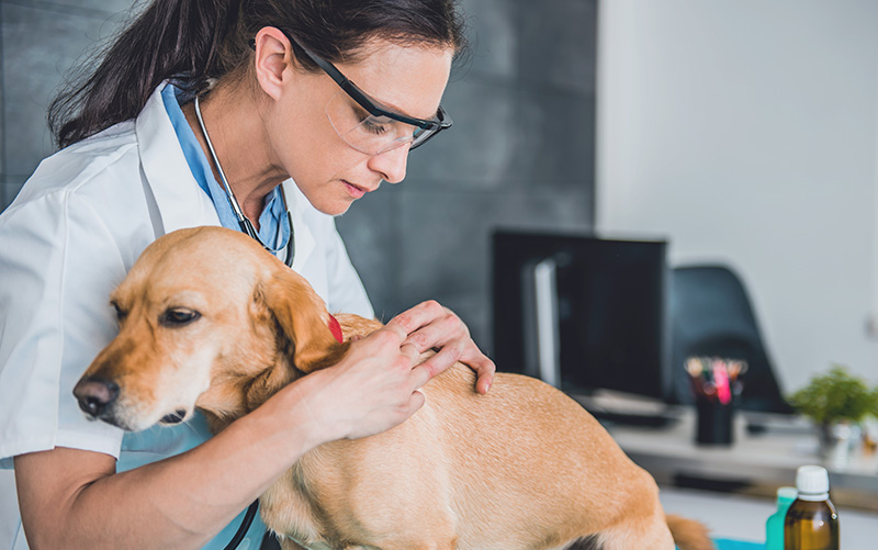 The Difference Between Veterinary Burnout and Compassion Fatigue
