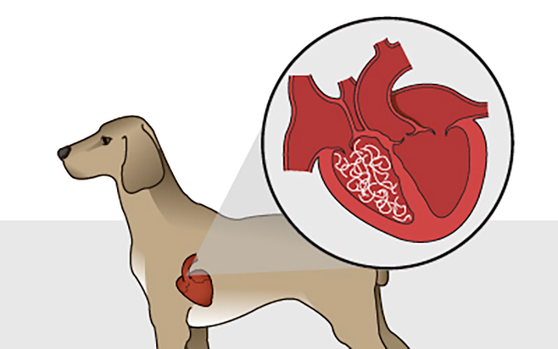 heartworm awareness