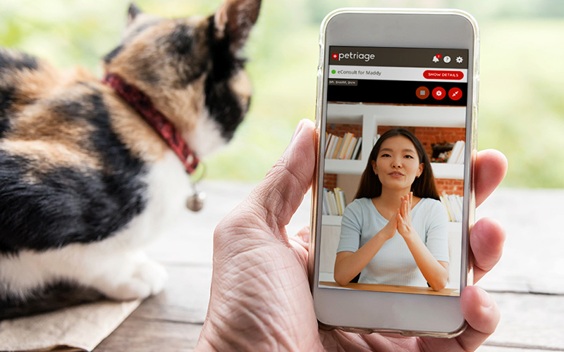 Petriage Earns Patent for Pet Symptom Checker