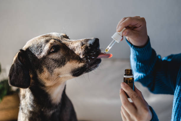 Pet dog taking cbd hemp oil - Canine licking cannabis dropper for anxiety treatment