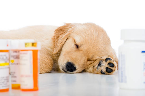 A cute "Under the weather" 8 week old Golden Retriever puppy asleep lying on a white background with prescription pill bottles in the foreground "Missy"