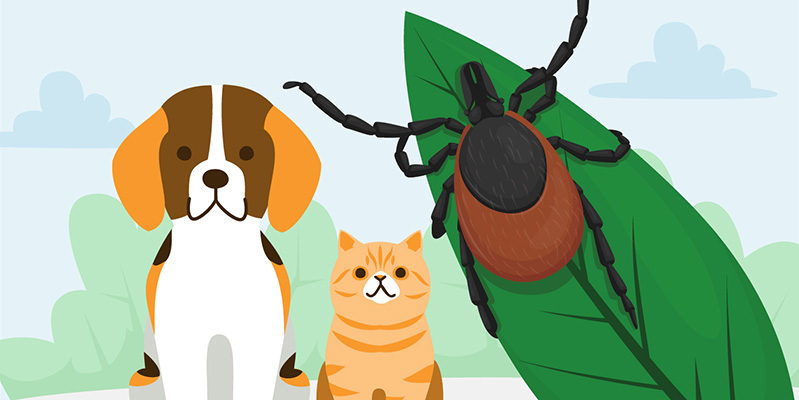 flea and tick prevention