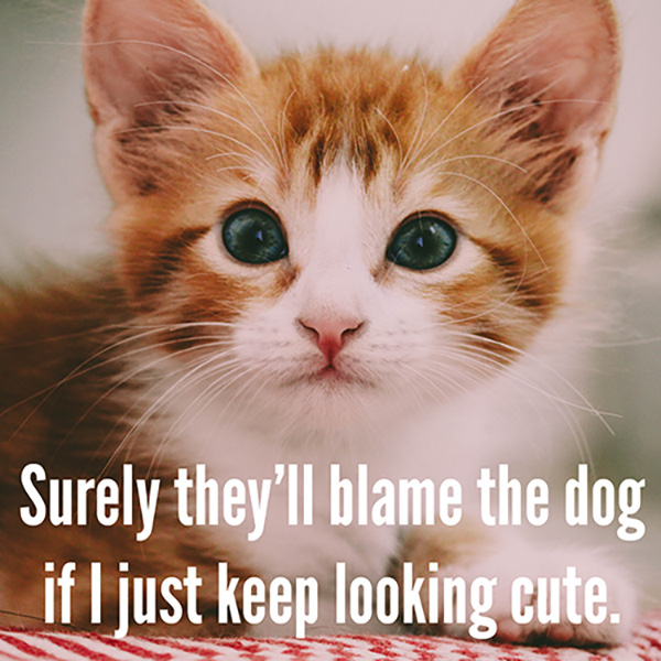 Funny cat and dog pictures hot sale with captions