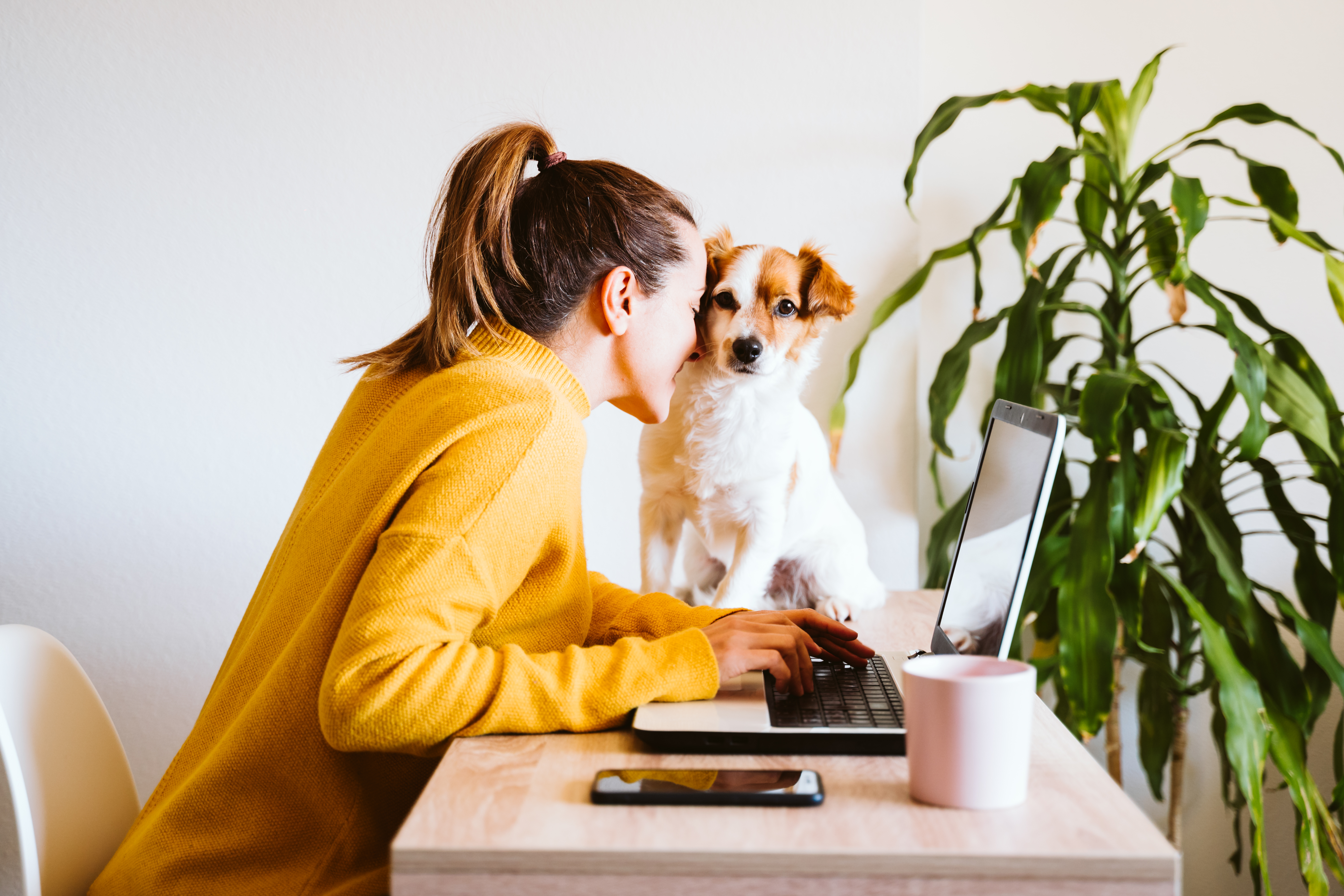 young woman working on laptop at home,cute small dog besides. work from home, stay safe during coronavirus covid-2019