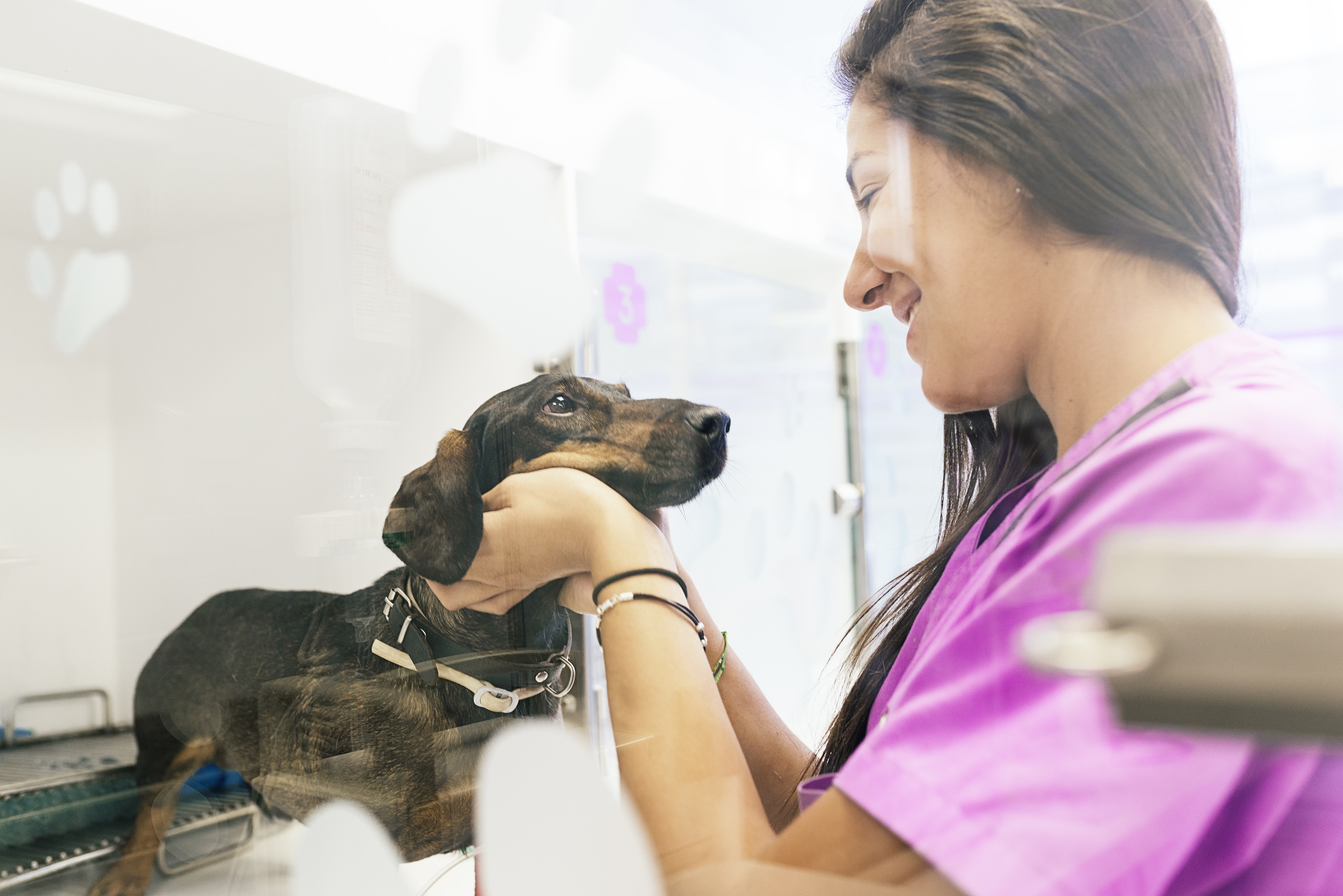 Veterinarian doctor hugging a beautiful dog