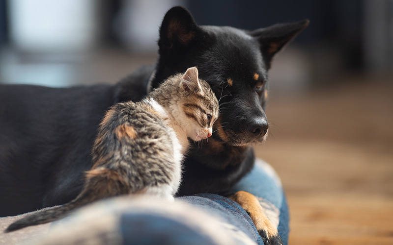 cat and dog. firework-safety