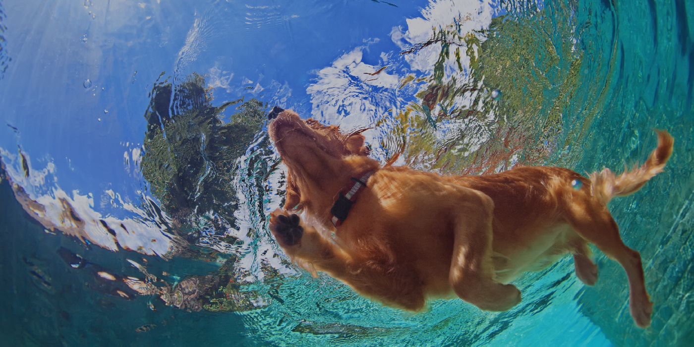 Free Pet Water Safety Client Education Kit