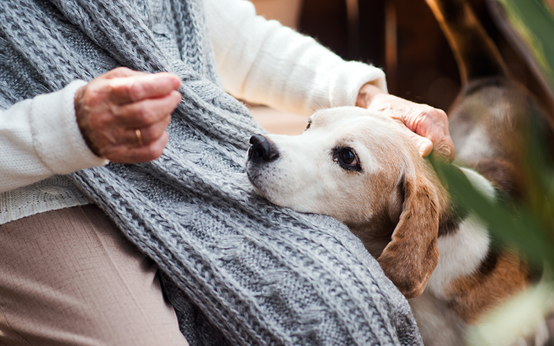 dog on lap