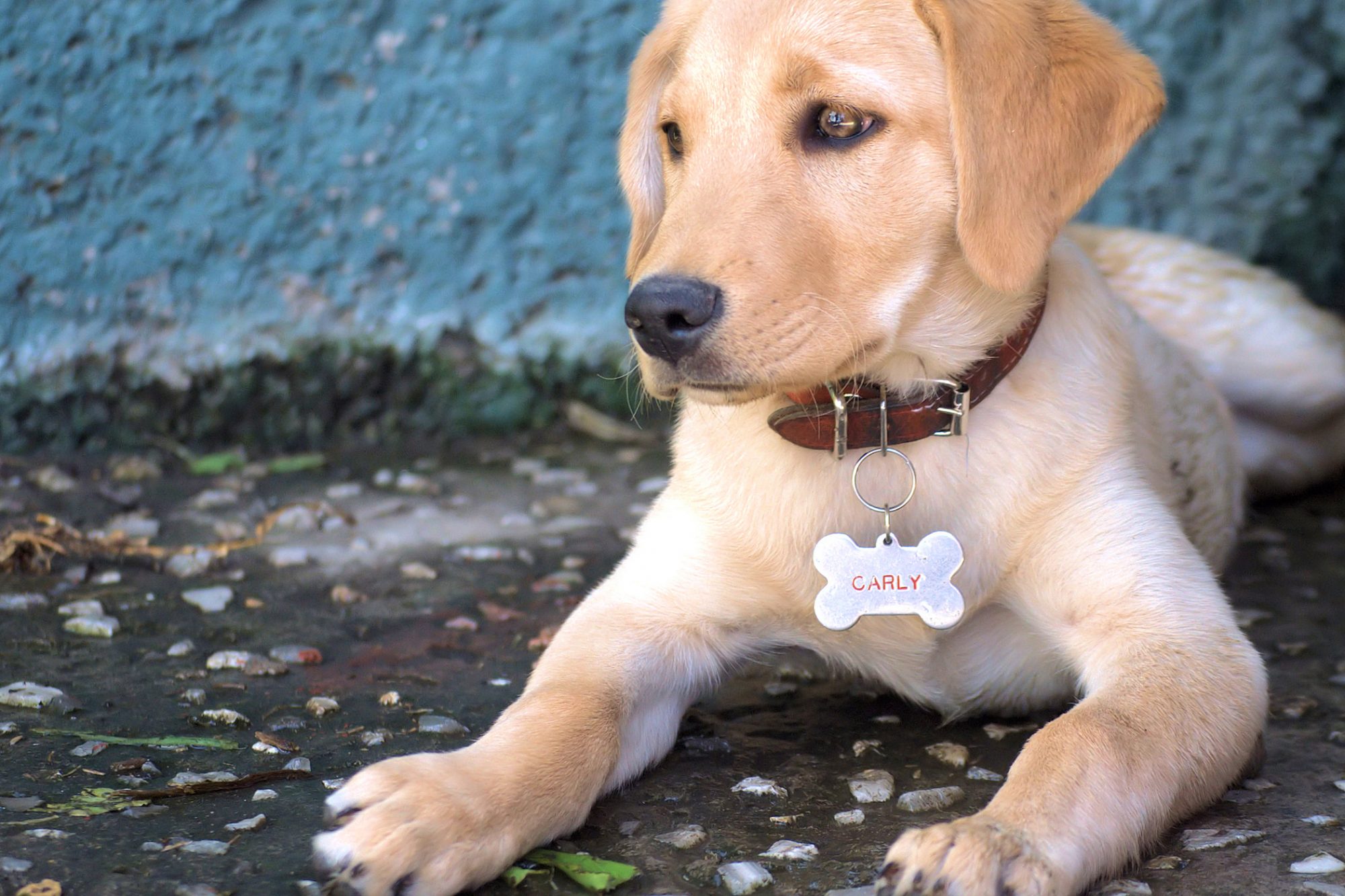 How to Calm Dogs During Fireworks [8 Shareable Tips]