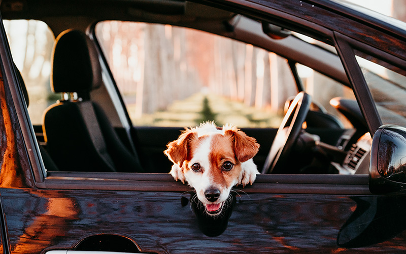 5 Travel Safety Tips for Clients Planning Staycation Road Trips with Their Dogs