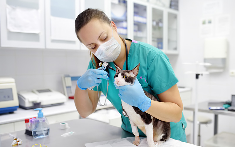 veterinary-burnout