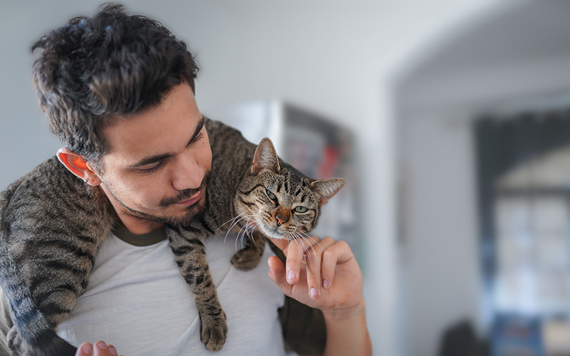 Pet Insurance for Cats Projected to Grow by 13%