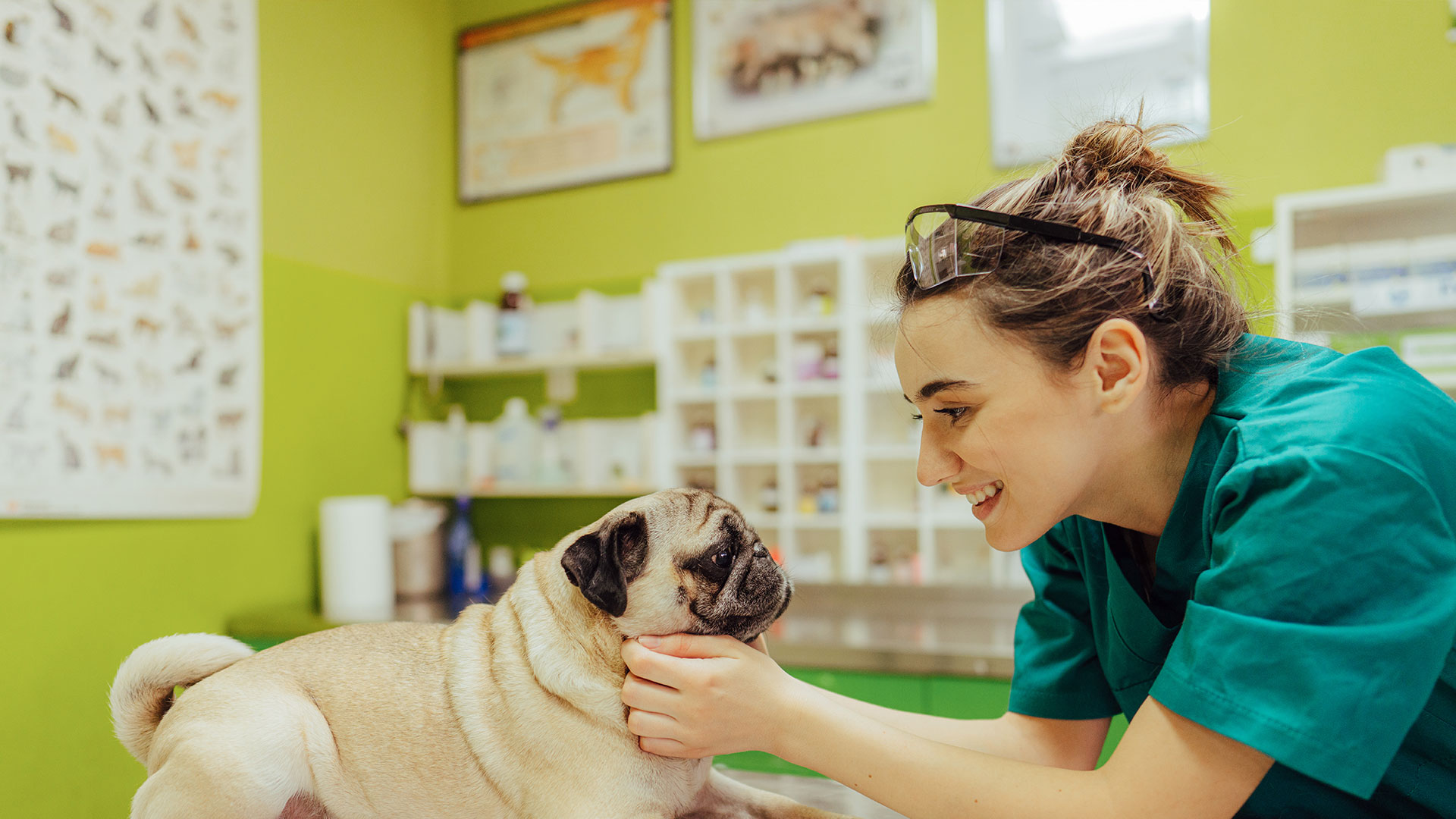 Download Your Free Pet Insurance Education Kit