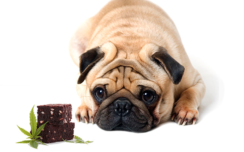 More Dogs Being Poisoned from Accidentally Eating Cannabis Edibles