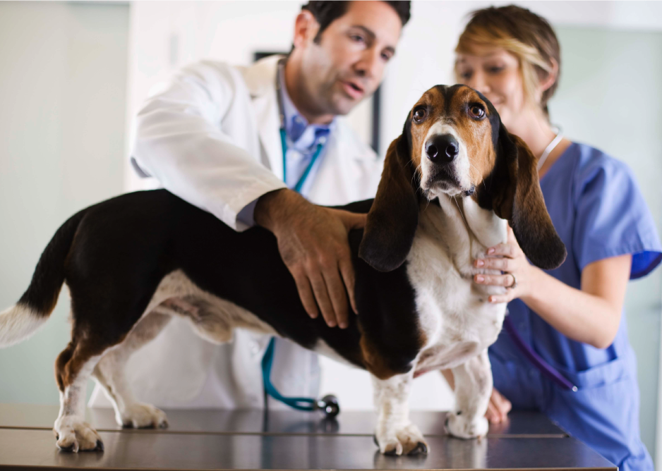 A vet and vet tech treating a basset hound