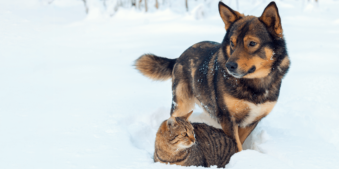 Free Holiday Safety Kit to Educate Your Veterinary Clients