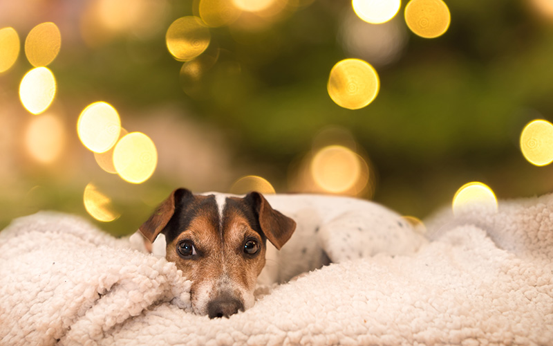 The Complete List of 2022 Pet Holidays