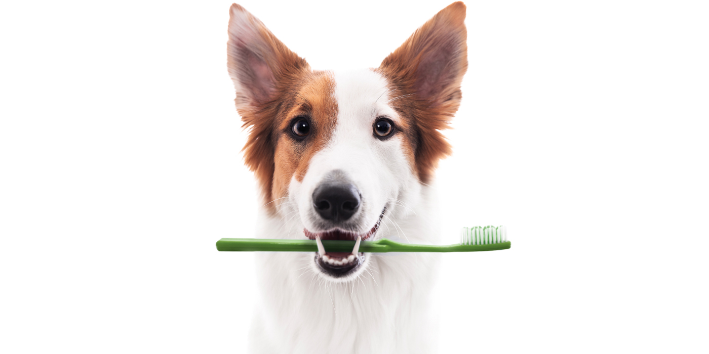 Free pet dental care samples