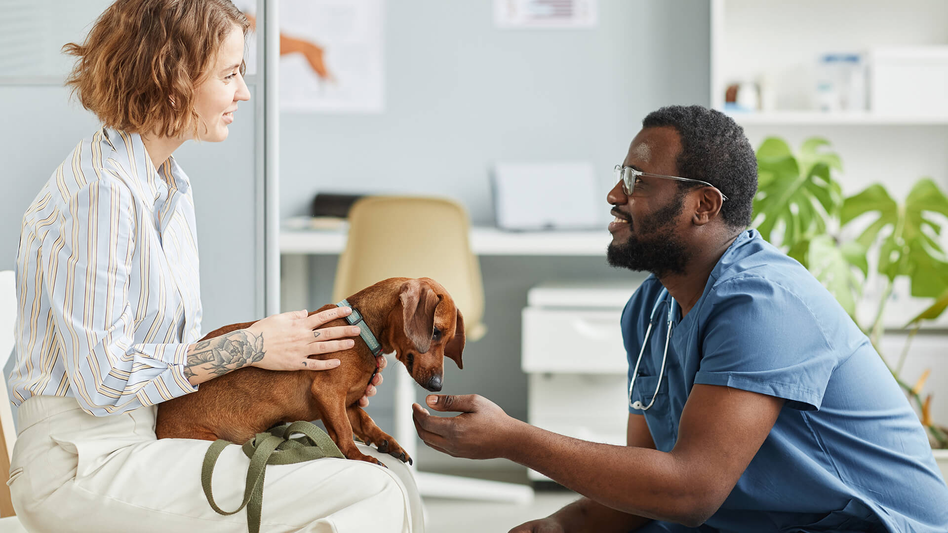 Vet speaking with pet owner about their dog.