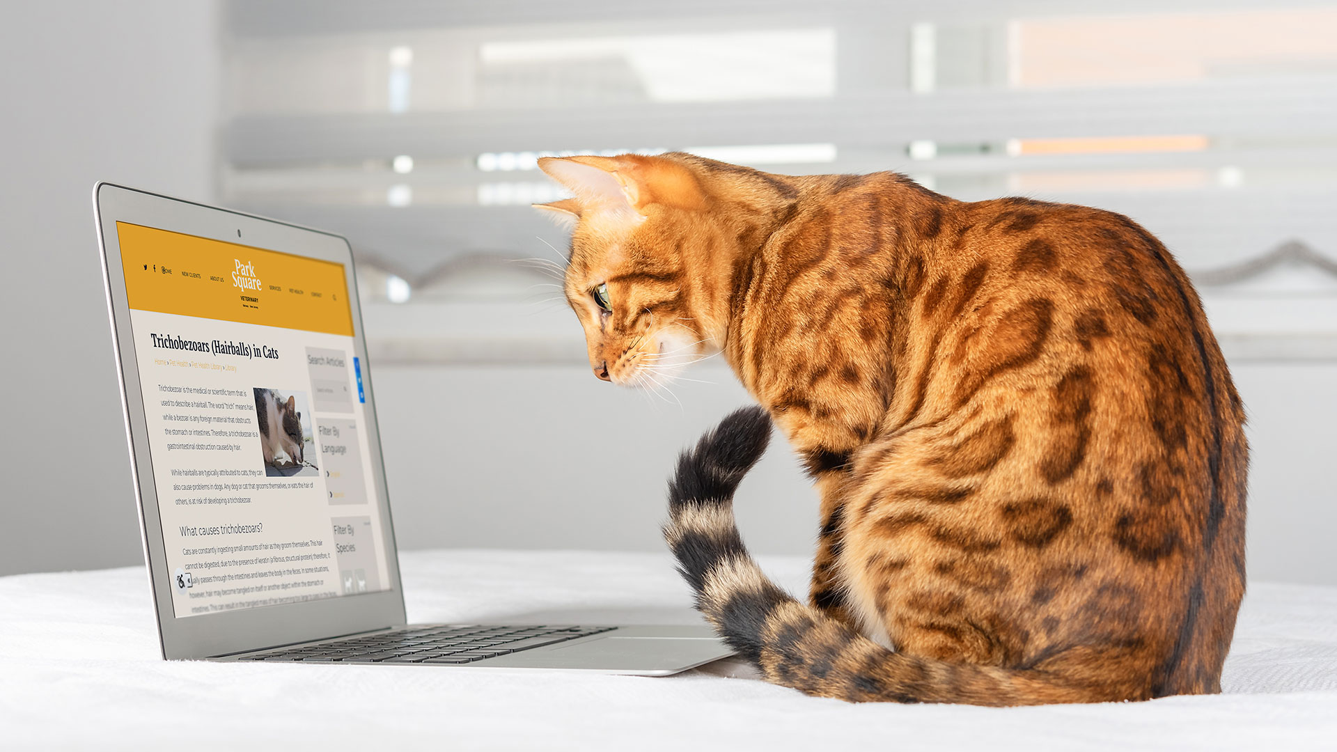 Veterinary Client Education Enhance Knowledge with ClientEd 2.0 LifeLearn