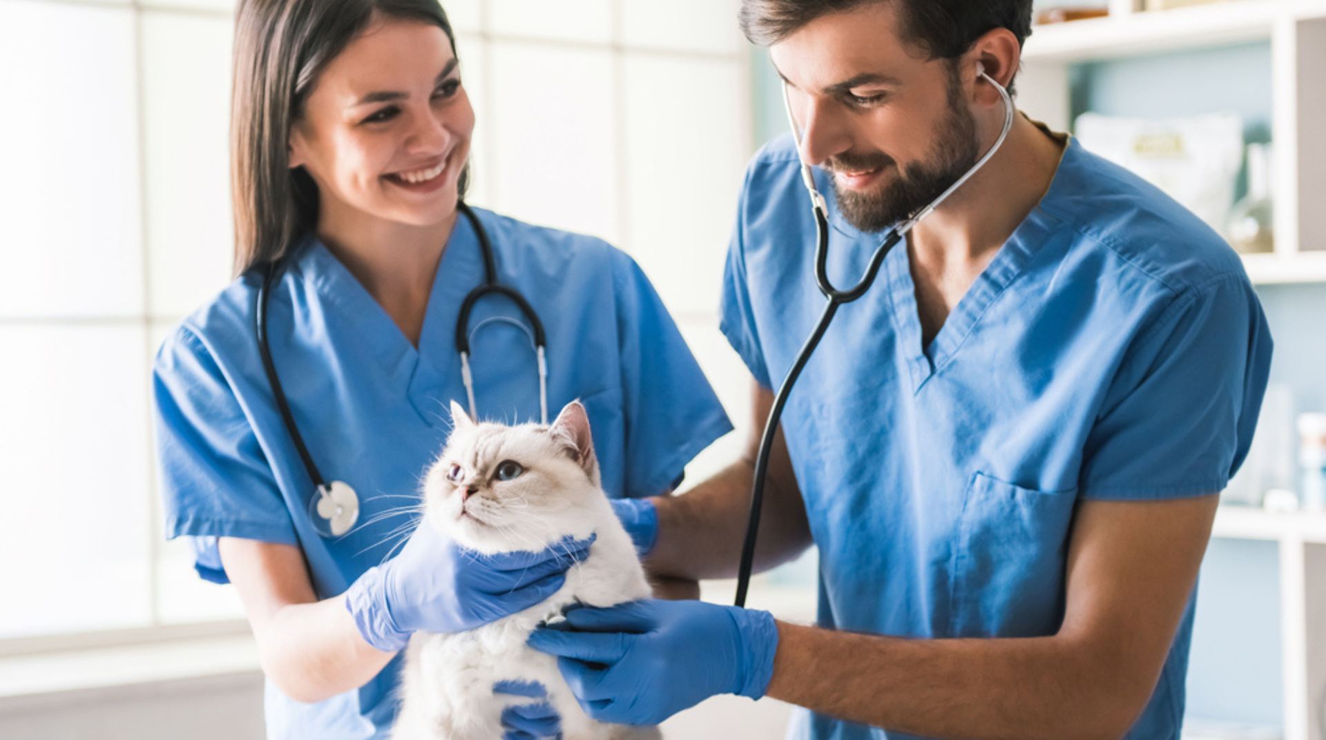 How to Build a Veterinary Marketing Strategy for Your Vet Practice [The Complete Guide]