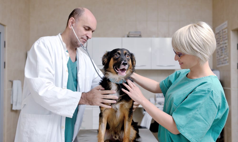 3 Key Components of Veterinary Marketing